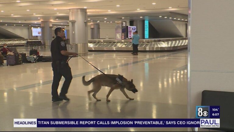 Get busted for a mango, but not fentanyl; Las Vegas airport has no drug dogs, acting U.S. attorney says – KLAS 8 News Now
