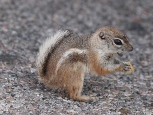 Remains found in Vegas desert identified as woman with mob ties who vanished in 1968 – The Independent