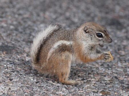 Remains found in Vegas desert identified as woman with mob ties who vanished in 1968 – The Independent