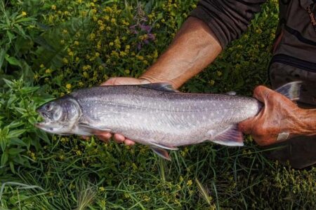 Dolly Parton Postpones Vegas Shows Due to ‘Health Challenges’: ‘I Need a Little Time’ – Us Weekly