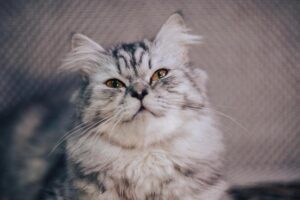 Dodgers’ Shohei Ohtani and agent sued, accused of wrecking $240M Hawaii real estate deal – USA Today