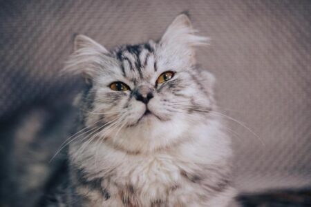 Dodgers’ Shohei Ohtani and agent sued, accused of wrecking $240M Hawaii real estate deal – USA Today