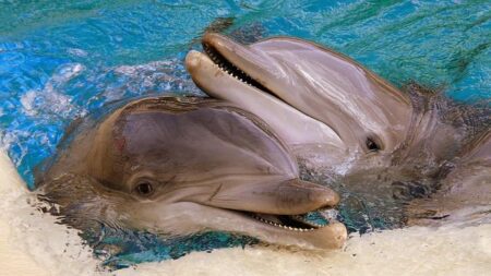 Remembering master illusionist, Las Vegas entertainment pioneer Siegfried Fischbacher – KSNV