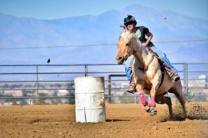 Teenage girl charged in stabbing of horses at Las Vegas barrel racing event – USA Today
