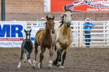 Bulls, boots and cowboy swagger: Black Rodeo USA returns to Las Vegas – KLAS 8 News Now Bulls, boots and cowboy swagger: Black Rodeo USA returns to Las Vegas – KLAS 8 News Now