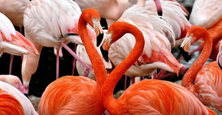 Canadian tourist who stole Las Vegas flamingo convicted of animal cruelty – USA Today