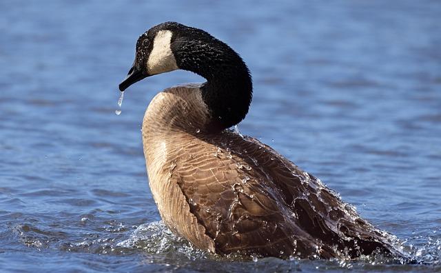Canadian tourist guilty of animal cruelty after stealing Las Vegas flamingo – BBC Canadian tourist guilty of animal cruelty after stealing Las Vegas flamingo – BBC