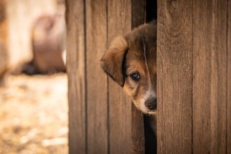 New Las Vegas-Based Nonprofit Launches to Rescue, Rehabilitate and Rehome Doodle Breeds Nationwide – Nevada Business Magazine